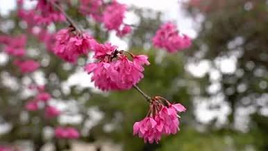 春季樱花桃花花朵盛开实拍视频的预览图